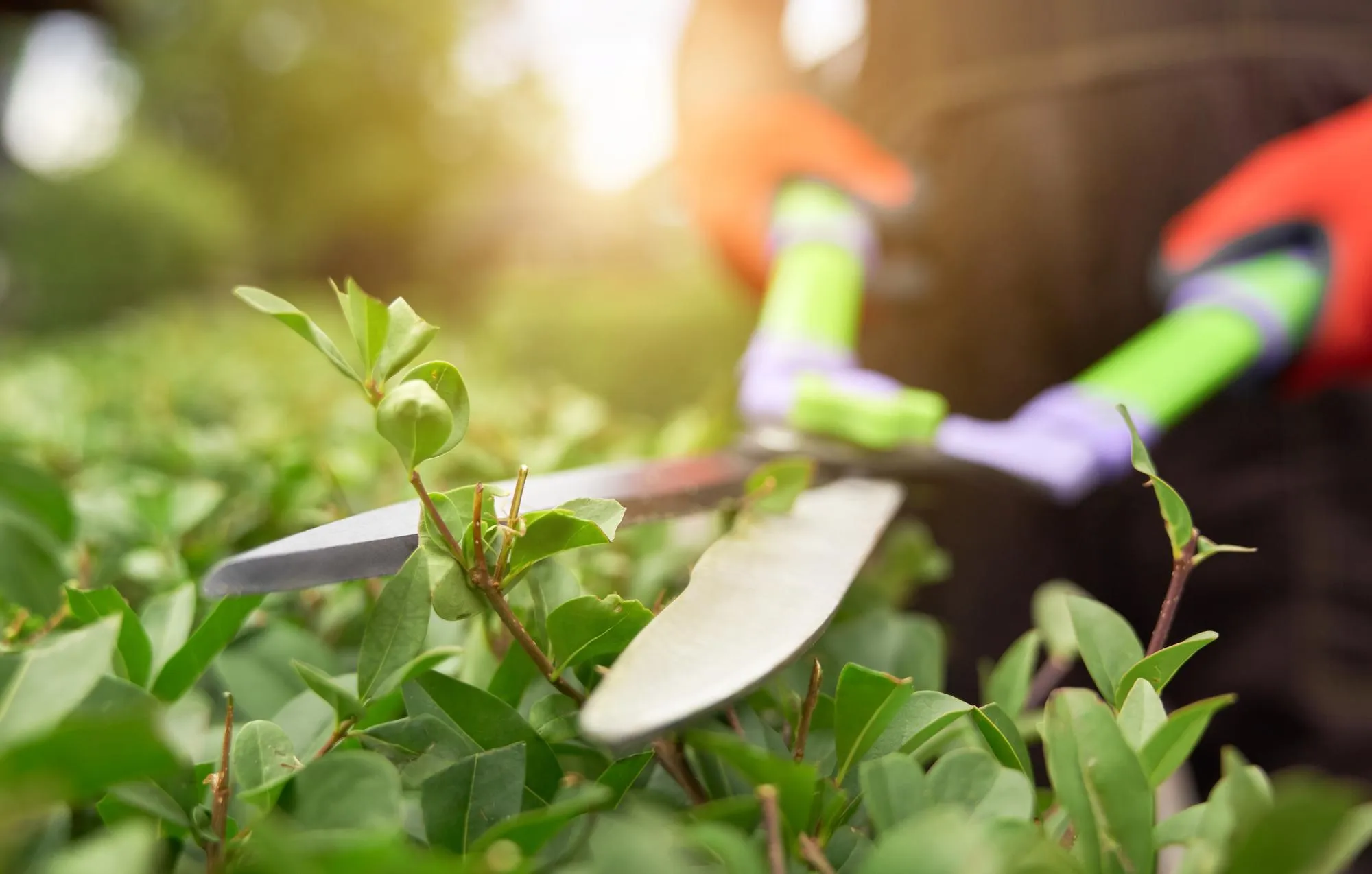 Entretien d'espaces verts à Moëlan-sur-Mer : embellir vos